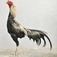 Harganya Mencapai 1,2 M, Berikut 4 Ayam Termahal di Dunia - Kompasiana.com