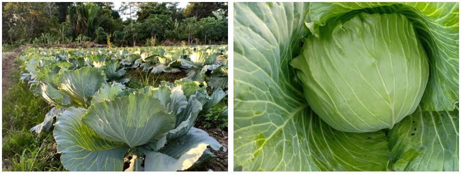 Gambar 2 - Dokumentasi penerapan teknologi nutrisi esensial pada tanaman kubis di atas lahan milik Bpk. Sugeng