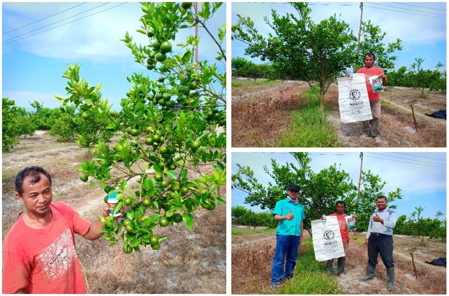 Gambar 3 - Dokumentasi penerapan teknologi nutrisi esensial pada tanaman jeruk di atas lahan milik Bpk. Muhajir