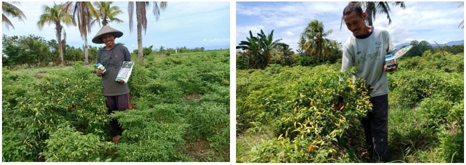 Gambar 5 - Dokumentasi penerapan teknologi nutrisi esensial pada cabai rawit di atas lahan milik Bpk. Wagiran