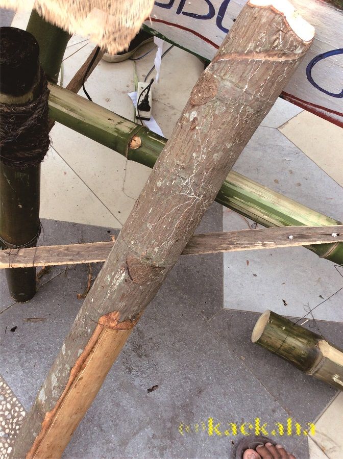 Potongan Kayu Terap/Deluang (Foto : @kaekaha)