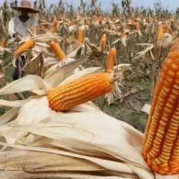 Kerja Sama Petani Dan Industri Jaga Harga Kompasiana Com