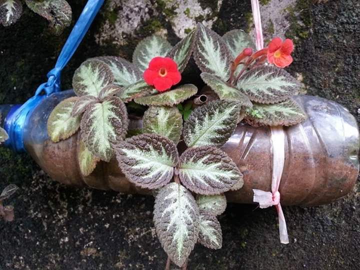 Tanaman bunga begonia yang merambat. Photo by Ari