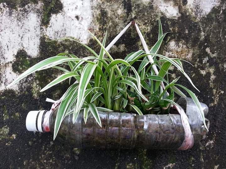 Salah satu kolesi tanaman saya dengan pot botol plastik diganting di dinding pasar. Photo by Ari