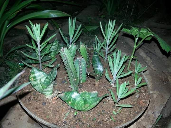 Penggunaan plastik bekas untuk berkebun. Photo by Ari