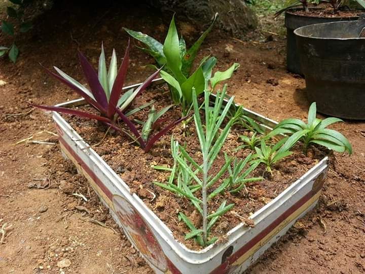 Kaleng bekas biskuit untuk berkebun sederhana. Photo by Ari