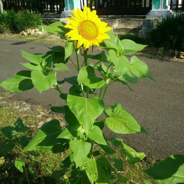 Bunga matahari