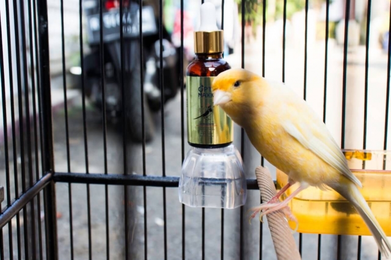 Tips dalam Hobi Burung dan Perawatannya Dengan Vitamin Optimaxx Halaman all - Kompasiana.com