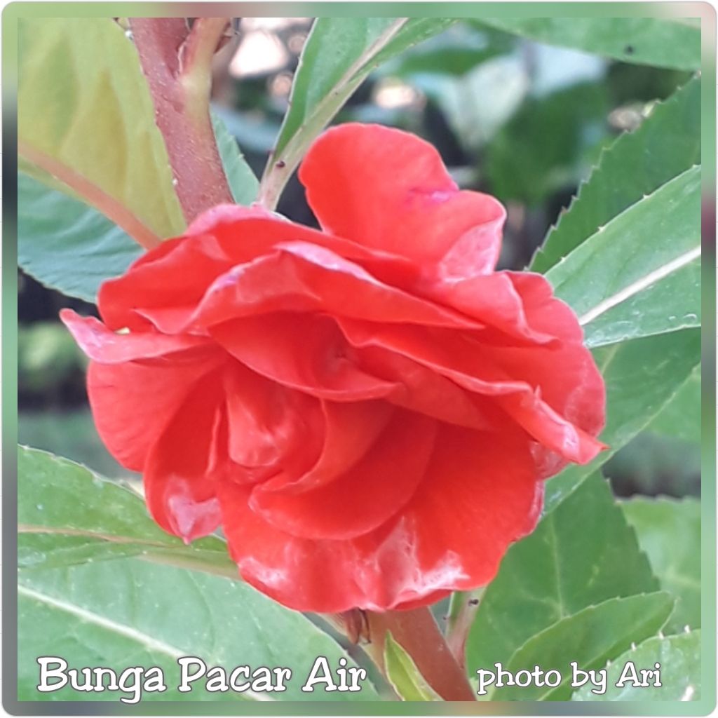 Bunga Pacar Air di Taman Prestasi. Photo by Ari