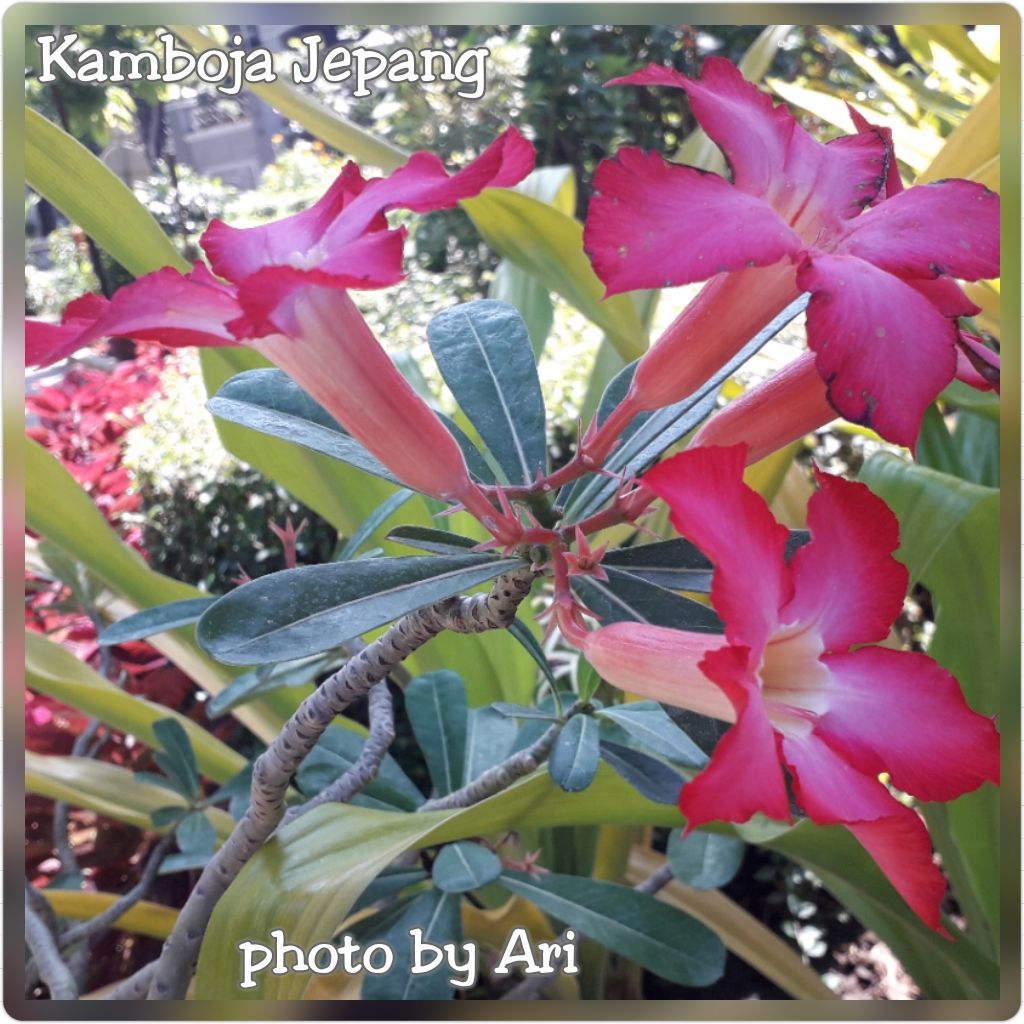 Adenium. Bunga kamboja Jepang di Taman Prestasi. Photo by Ari