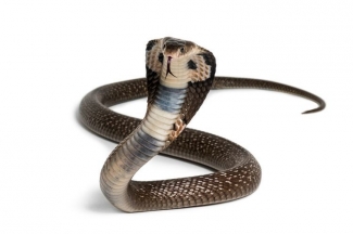 Qin ustida pashshalar sudralib yurardi Yalangoch qizlar va mashinalarning fotosuratlari