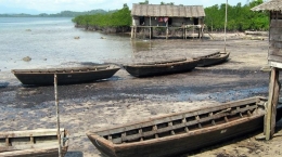 Perahu tarik untuk membawa kayu bakau ke dapur arang (Foto: Marahalim Siagian)