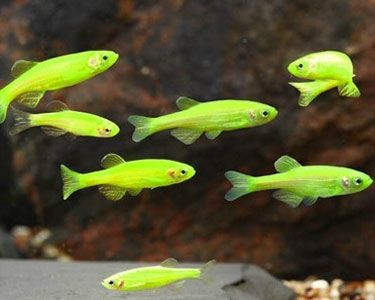 glofish tetra adalah