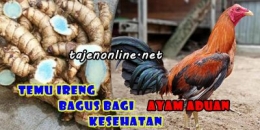 Manfaat temu ireng bagi kesehatan Ayam Aduan (Sumber : tajenonline.net)