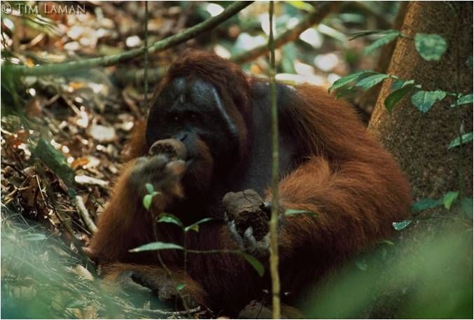 Orangutan merupakan kera besar  yang hidupnya semi-soliter. Foto : Tim Laman