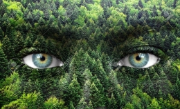  |Green forest and human eyes - Save nature concept|| 123rf.com|  