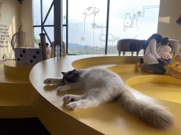 Berkunjung ke Cat Cafe Terbesar dan Tercantik di Indonesia, Neko Cat