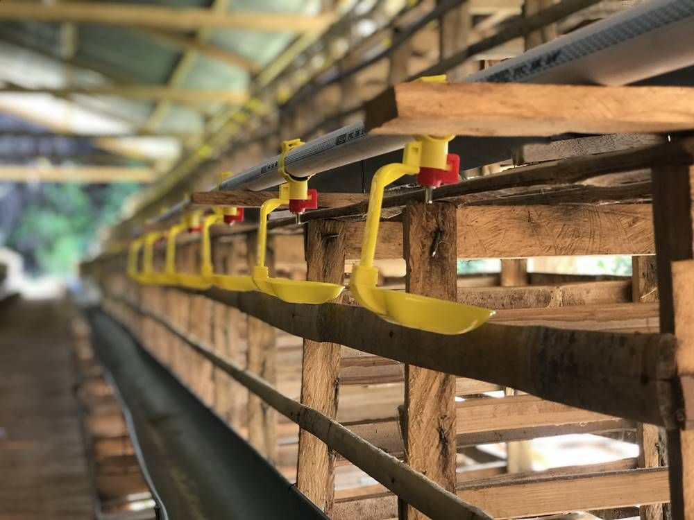 Foto Artikel Modal Usaha Ayam Petelur 1000 Ekor Foto Artikel Modal Usaha Ayam Petelur 1000 Ekor