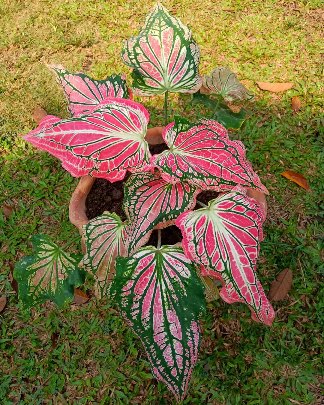 Bunga mahal jenis keladi Jenis Philodendron