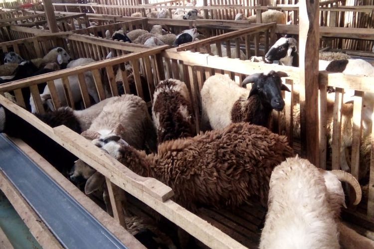 Syarat hewan kambing atau domba boleh digunakan untuk berkurban adalah