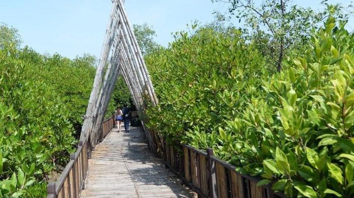 Kawasan Ekowisata Mangrove Wonorejo Siap Beradaptasi terhadap Pandemi  Covid-19 Halaman 1 - Kompasiana.com