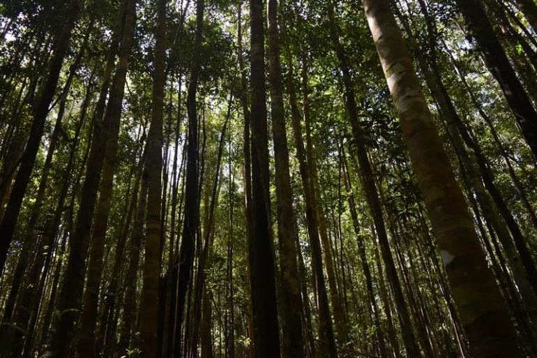 Hutan Hujan Kalimantan (Foto dok : Andre Ronaldo).
