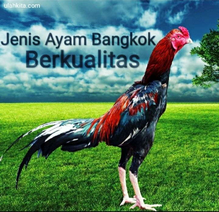 Jenis Ayam Bangkok Jenis Ayam Aduan Super Yang Paling Banyak Dicari Halaman All Kompasiana Com Jenis Ayam Bangkok Jenis Ayam Aduan Super Yang Paling Banyak Dicari Halaman All Kompasiana Com