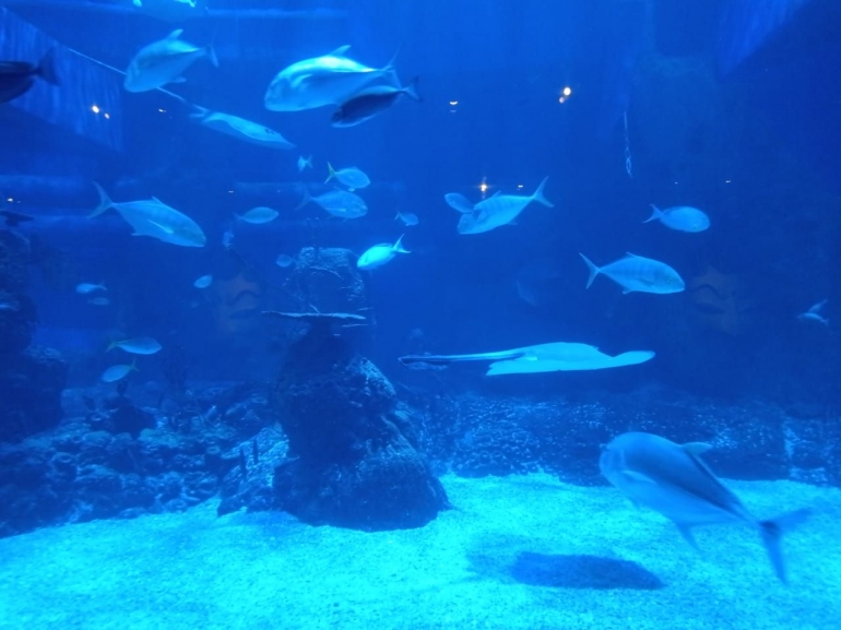 Dimana jakarta aquarium ALAMAT JAKARTA