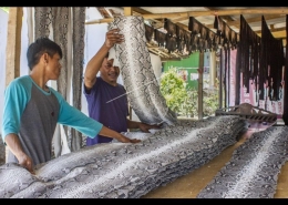 Industri penyamakan kulit ular (sumber gambar: https://amp.antarafoto.com)