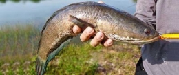 Ikan Gabus, ikan predator air tawar. Sumber gambar memancing.info