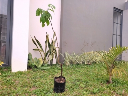 Bibit Pohon Rambutan. Sumber: dokumentasi pribadi