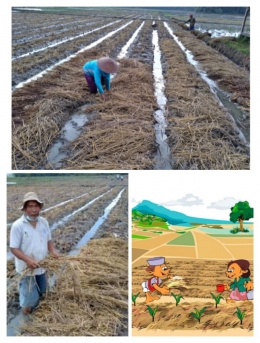 Kuswara, menerapkan mulsa tanpa olah tanah tanaman padi sawah (Dokpri)