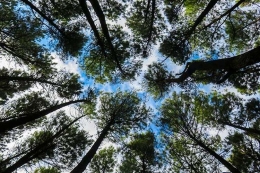 Ilustrasi hutan. (Foto: Kompas.com/Anggara Wikan Prasetya) 