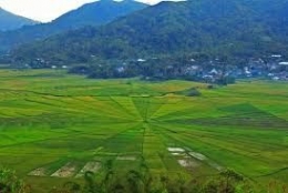 Potret sawah berbentuk jaring laba-laba di Kecamatan Cancar, Manggarai (sumber: indonesia.go.id)