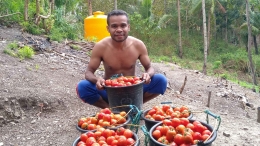 Panen tomat organik | Dokumentasi  pribadi