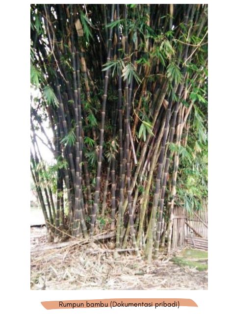 Rumpun bambu (Sumber: Dokumentasi pribadi)