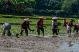 Dikala musim hujan telah datang, para petani sudah mulai mempersiapkan lahan untuk kembali menanam pad | ilustras : idntimes.com