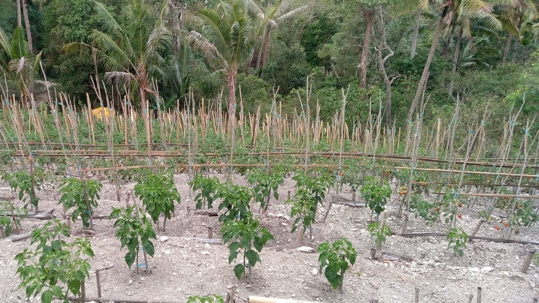 Kebun Tomat dan Cabe | Dokumentasi Neno Anderias Salukh