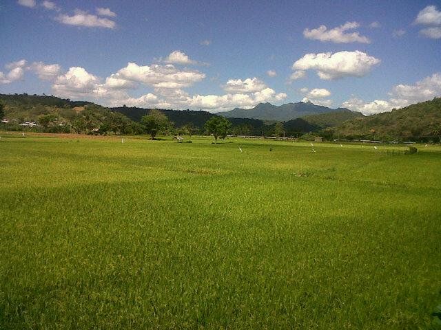  Sebuah lahan pertanian di sebuah kabupaten di Propinsi NTB.| Sumber: Dokumentasi Pribadi (2012)