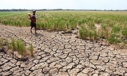 Kekeringan yang menada lahan padi di delta mekong. Sumber:   AFP. 