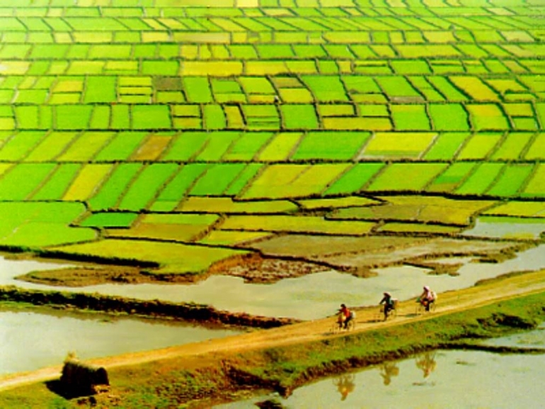 Lahan padi di delta Mekong. Photo : worldalldetails.com 