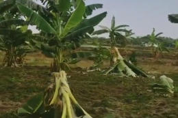 Pohon pisang rusak akibat aksi Salam dari Binjai | foto: kompas.com