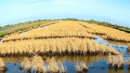 Intrusi air asin melaui sungai ke lahan padi menyebabkan kegagalan panen. Photo: phnompenhpost.com 