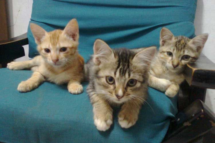 Ilustrasi gambar https://www.kucingklik.com/cara-merawat-kucing-kampung/
