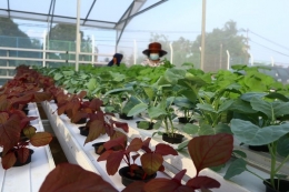 Bertani sayuran hidroponik bisa jadi solusi alternatif bagi kamu yang memiliki lahan terbatas. Sumber: Kompas.com/Jaka HB