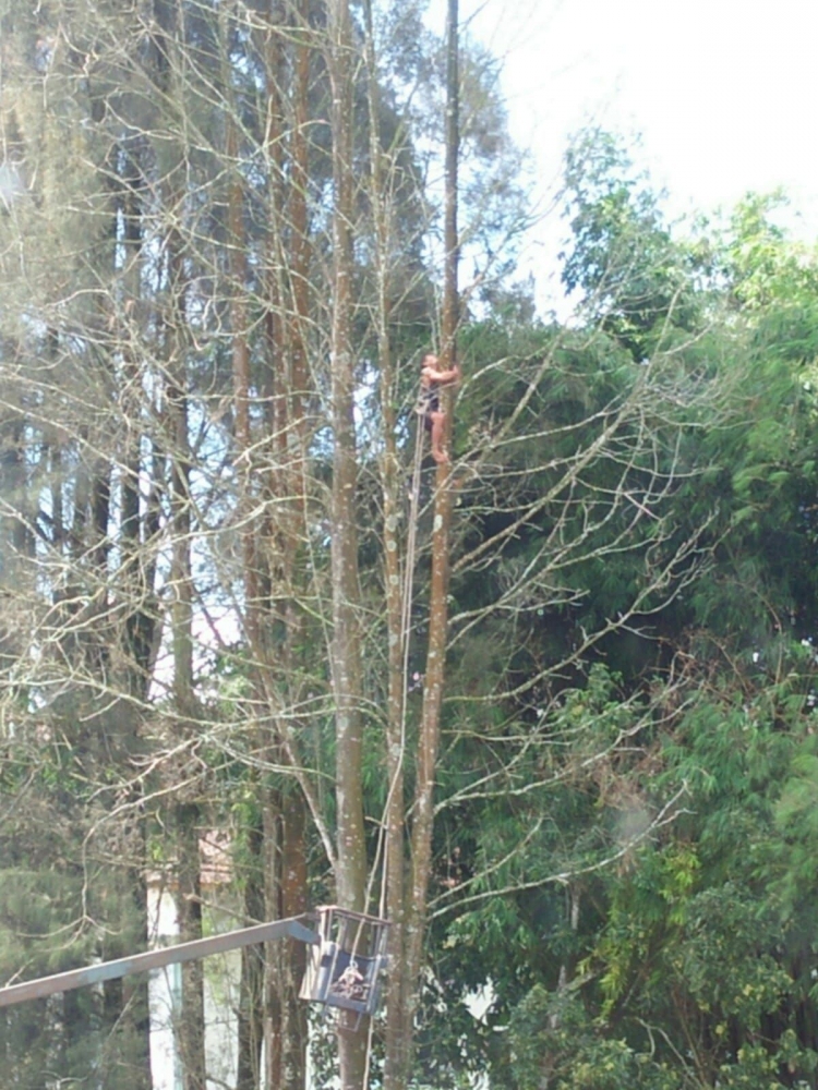 Seorang penebang kayu sedang memanjat pohon cemara angin yang lapuk untuk ditebang (Dok. Pribadi)