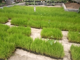 Substrat hasil olahan sedimen Rawa Pening setebal 2cm mampu tumbuhkan benih padi di atas lantai beton. (dok. NLJ) 