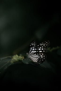 Seekor kupu-kupu (Foto oleh 6th Era Photographydari Pexels)