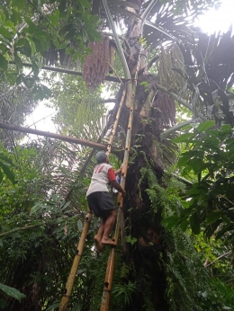 Memanjat pohon aren dengan tangga bambu|foto: Hadriana Fredela Bunga