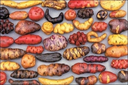 Berbagai jenis kentang di Peru. Foto tuplanetavital.org